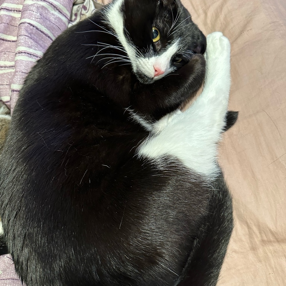 Meet your Posher, Lizzie